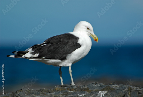 Kelp Gull