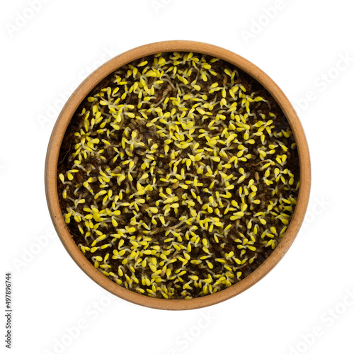 Top view close-up shot of sprouted chia seeds grown in darkness in coco peat in a clay pot (yellow color due to chlorophyll deficiency)