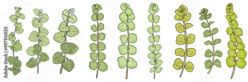 Set of twigs, Moneywort or creeping jenny leaf bunch and Licorice plant. Isolated on white background. Hand drawing green plant branch with leaves. Vector.