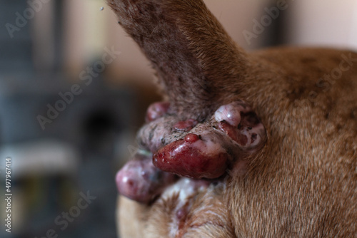 Perianal adenoma in an old dog. The condition of the skin of the anal of the animal before castration. Paraanal glands of a dog. Health of dogs. Pet care.