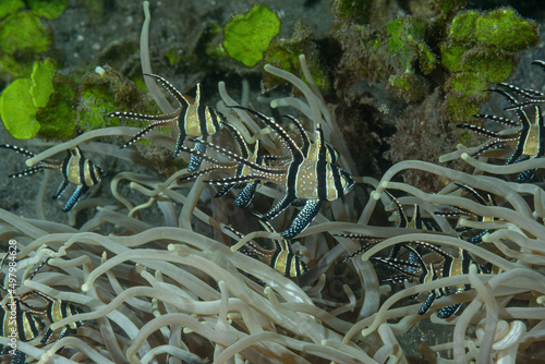 Gruppo di pesci cardinale di Banggai, Pterapogon kauderni