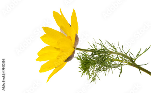 adonis flower isolated