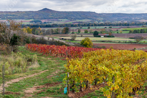 Vignoble de boudes avec deux vignes de couleurs différentes depuis le chemin de randonnée de Boudes dans le Puy de dôme par une journée d'automne