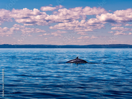 Large rorqual whale with a small dorsal fin swimming in the Saint Lawrence river in Quebec at the end of the day