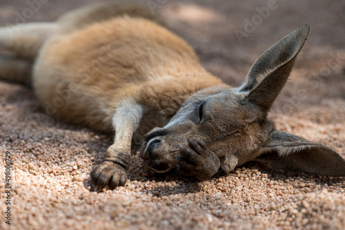 an exhausted kangaroo sleeping on ground.