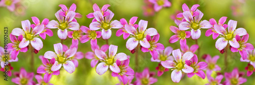 Small unusual pink saxifrage flowers on a large-format unfocused background. Close-up of blooming moss. Banner