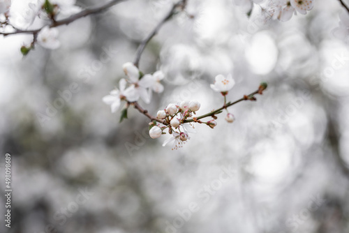 Kwitnące wiosenne drzewka śliwki mirabelki. Kwitnące drzewo wiosną w sadzie.