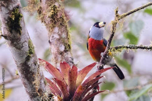 cardinal on a branch