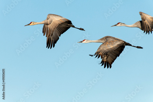 Sandhill cranes (Grus canadensis) migrating north in the spring; near Kearney, Nebraska