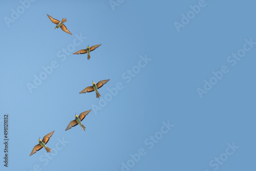 Group of bee eaters flying on blue sky