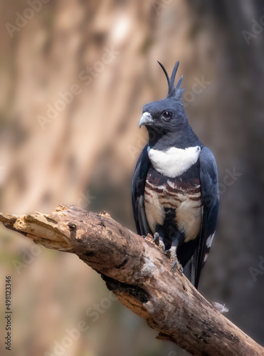 Image of black baza bird (Aviceda leuphotes) on a tree branch on nature background. Animals.