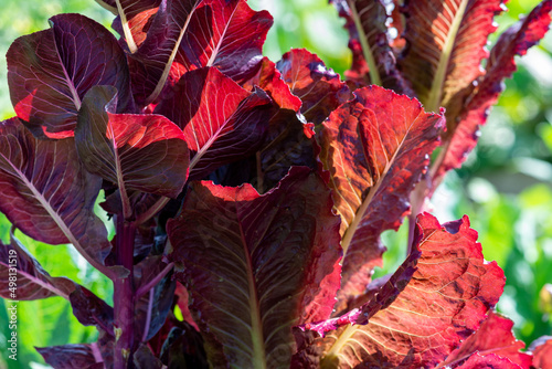 Tall red romaine lettuce leaves grow tall on their stalks. The crop has the sun shining on the long leaves. The vegetable is a vibrant purple with green farm vegetables in the background. 