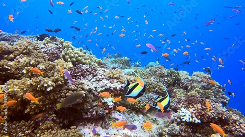 Coral Reef Diving Underwater Fiji
