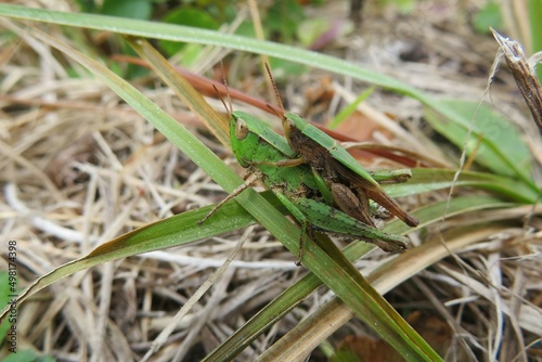 Mating tropical grasshoppers on the grass in Florida wild, closeup