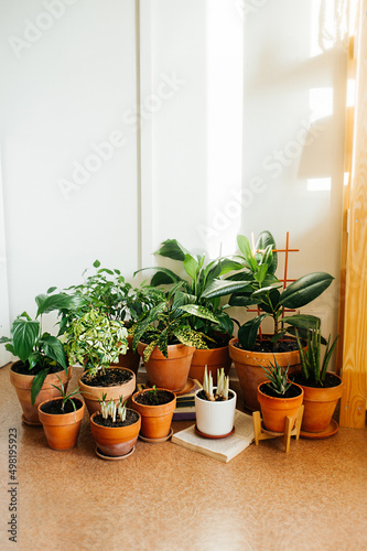 lots of green house plants in identical clay orange pots. growing plants at home. home jungle. flower care. vertically, selective focus