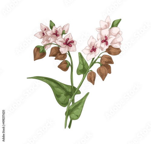 Blooming buckwheat. Field cereal crop with flowers and brown grains, seeds. Vintage botanical drawing of blossomed plant with kernels. Hand-drawn vector illustration isolated on white background