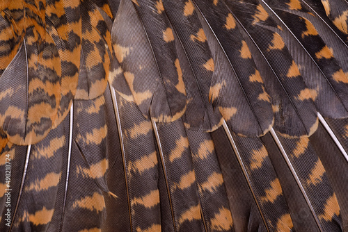 Close up of abstract pattern of woodcock feathers as background. Natural camouflage of bird woodcock feathers. The texture of the wing feathers of the woodcock. 
