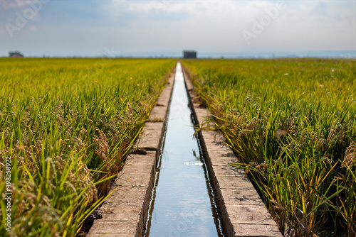 Acequia de riego en un campo de arroz en la Albufera de Valencia, España, con semillas de arroz tostados bajo el sol cultivados para la realización de la paella valenciana