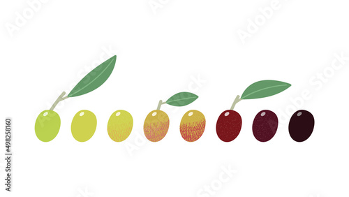 成熟度で色が違う葉付きのオリーブの実のセット - シンプルな植物の素材 