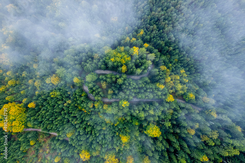 Top down view of the treetops and curved asphalt road. Aerial view of the forest in the foggy morning. Early autumn colors.