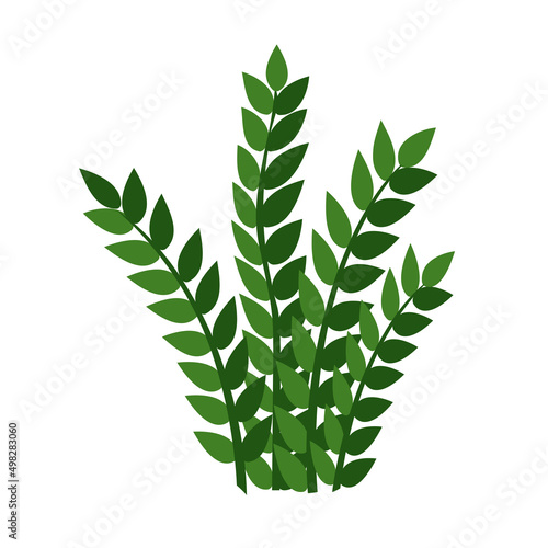 Houseplant zamioculcas for interior decoration. Vector illustration of home flowers. Trendy home decor with plants, urban jungle.