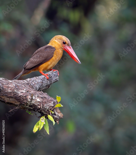 Brown-winged kingfisher is a species of bird in the subfamily Halcyoninae. It is found along the north and eastern coasts of the Bay of Bengal, occurring in the countries of Bangladesh and India.