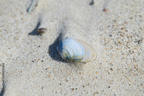 Białe muszle na morskim piasku. Jasny kolor muszli odcina się od ciemniejszego piasku. Makro, burza piaskowa, close-up, rozmyte tło, bokeh