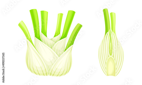 Florence fennel or finocchio bulbs set. Swollen roots vector illustration