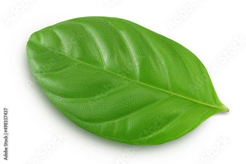 Fresh Guava leaf isolated on white background with clipping path