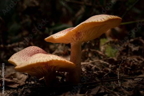 Wild mushroom in the gloomy undergrowth. Close-up picture of a couple of chanterelle (Cantharellus Cibarius) mushroom.