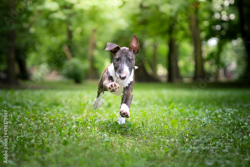 dog playing with ball