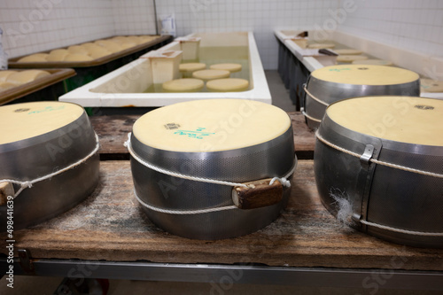 Process of making parmigiano-reggiano parmesan cheese on small cheese farm in Parma, Italy, stainless steel buckles with cheese wheels in salting room with brine baths to absorb salt