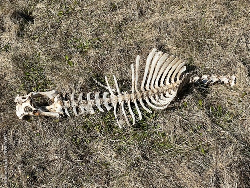 Skelett eines toten Schafs auf der Weide