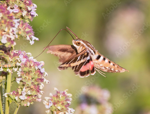 White lined sphinx moth hovering over a flower feeding with its proboscis