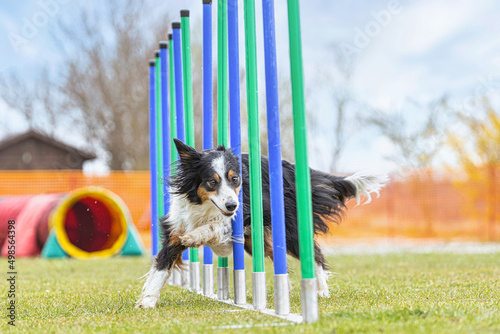 Dog agility training: A border collie dog running obedient through a slalom as an agility obstacle at a dog training park outdoors
