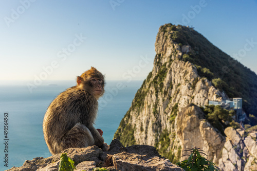 Young Barbery Ape sitting on a rock with the Rock of Gibraltar against the seascape