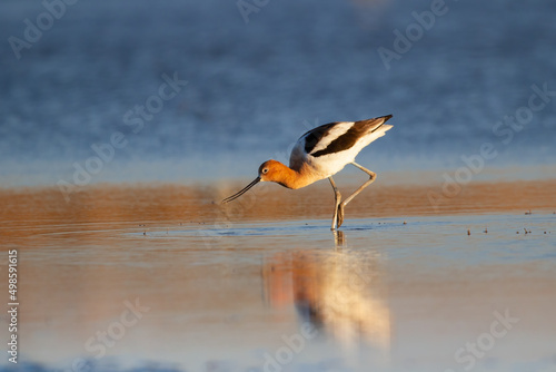 An American avocet searching for food in the shallow water in bright sunlight