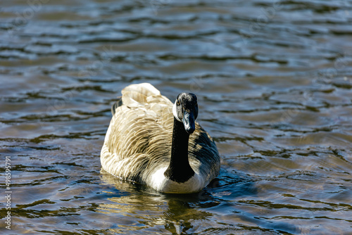 Canada goose, or Canadian goose, is a large wild goose with a black head and nec