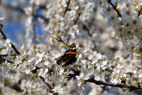 Beautiful red admiral butterfly collecting pollen from blackthorn flowers in bright sunlight