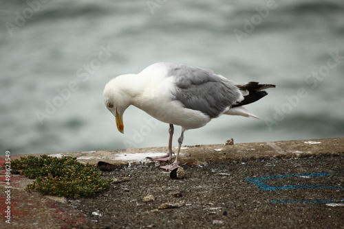 seagull on harbor in calais