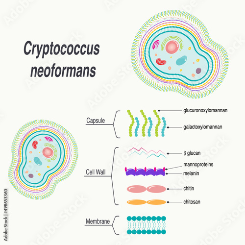 Cryptococcus neoformans Diagram