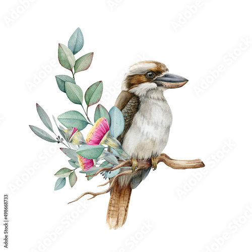 Kookaburra bird on eucalyptus branch. Watercolor illustration. Hand drawn realistic kookaburra on the branch with flowers. Watercolor wildlife Australia bird