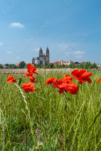 Cover page with historical downtown of Magdeburg, old town, Elbe river and Magnificent Cathedral at early morning hours with red poppies flowers, Magdeburg, Germany.