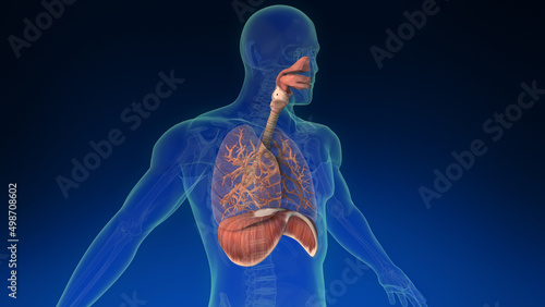 3d human lung inside human body with its parts visible. Medically accurate human lungs.