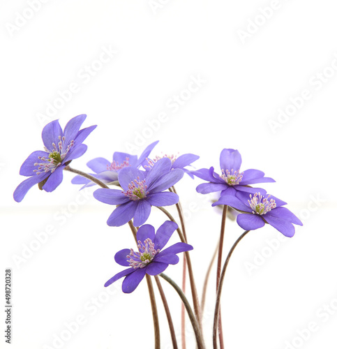 First spring flowers, Anemone hepatica isolated on white background. Blooming blue violet wild forest flowers liverwort.