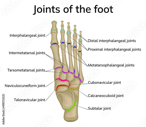 Illustration of the joints of the foot. The bones of the foot are depicted and the joints between them are schematically shown.