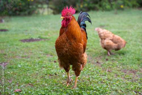 Elegant countryside farm rooster. Male Bantam chicken. Red cockerel fowl. Organic free-range farmyard animal.