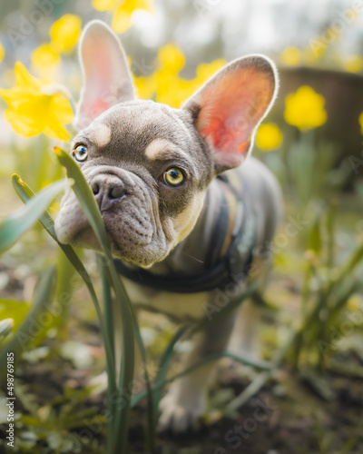 dog posing in flowers
