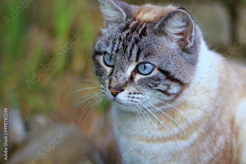 Gatto con gli occhi azzurri seduto in un prato, intento a fissare una preda