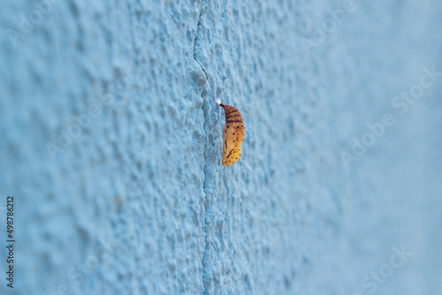 Um casulo se desenvolvendo pregado em um muro azul.